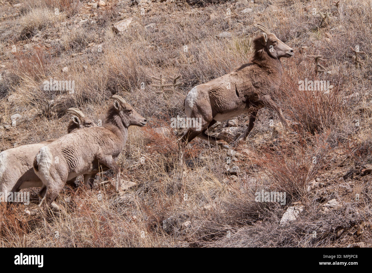 Le pecore delle Montagne Rocciose (Ovis canadensis) si spostano su una collina arida e arida in un habitat per il quale sono adattate in modo unico Foto Stock