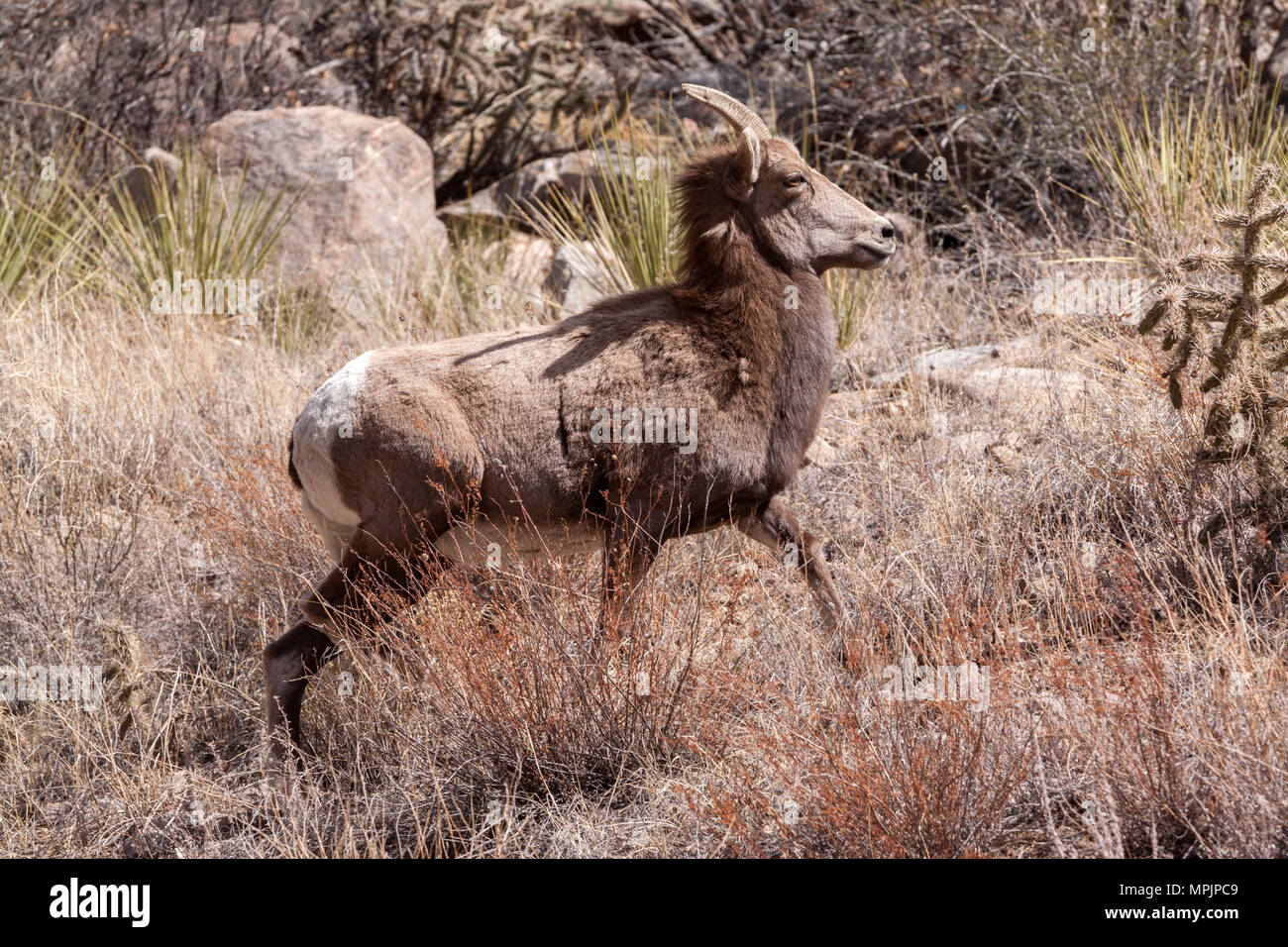 Una pecora delle Montagne Rocciose (Ovis canadensis) si sposta su una collina arida e arida in un habitat per il quale è adattata in modo unico Foto Stock