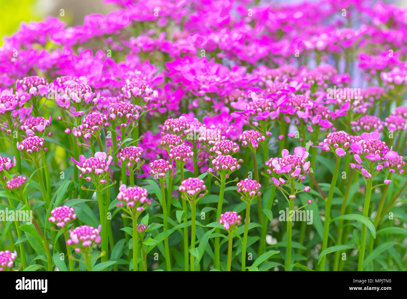 Iberis assolutamente ametista con fiori di colore rosa Foto stock - Alamy