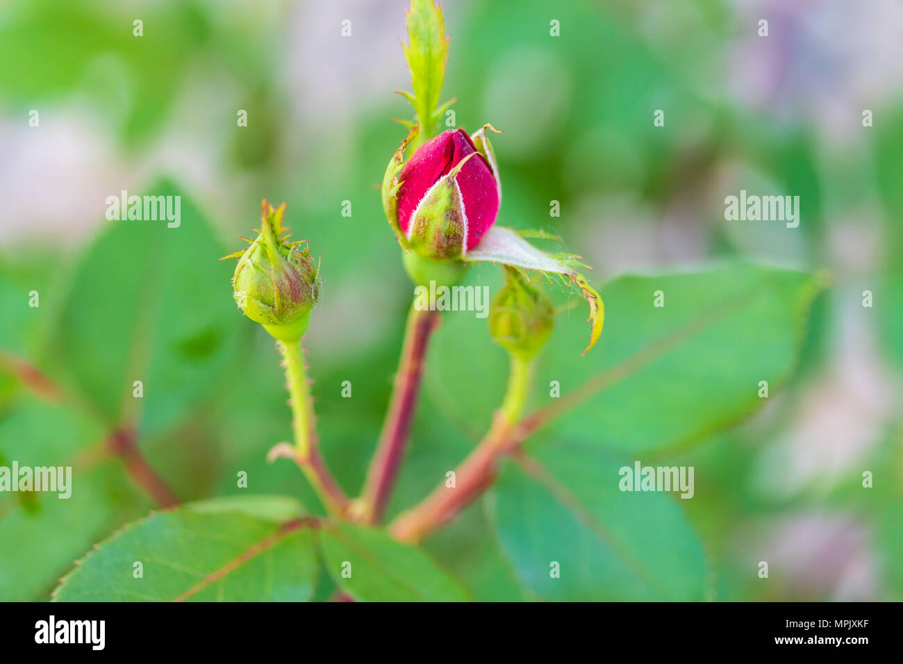 I primi fiori di primavera su una miniatura red rose bush Foto Stock