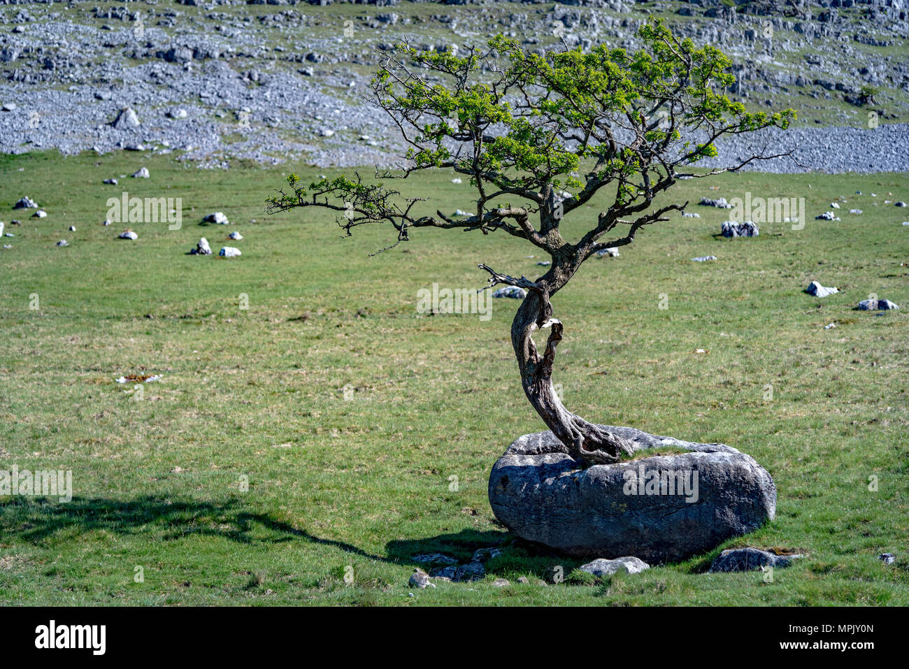 Sfida determinata albero che cresce al di fuori di un rock. Foto Stock
