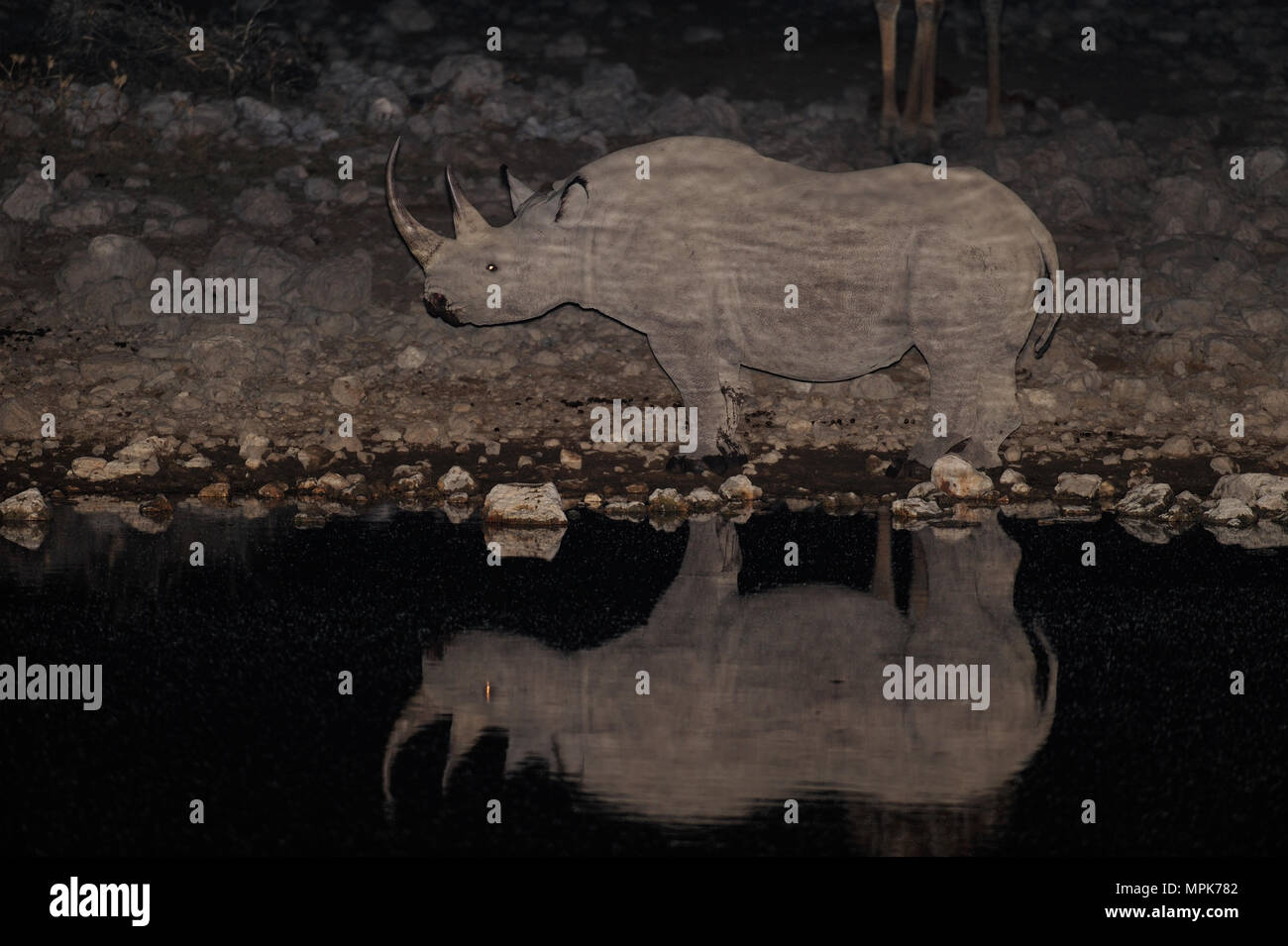 Il rinoceronte nero a waterhole nella notte, (diceros simum), etosha nationalpark, Namibia Foto Stock