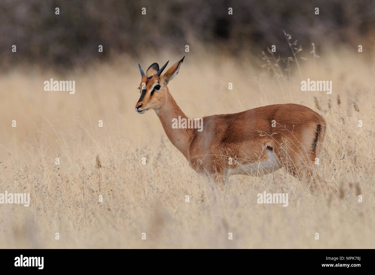 Di fronte nero impala in prati, (aepyceros melampus petersi), etosha nationalpark, Namibia Foto Stock
