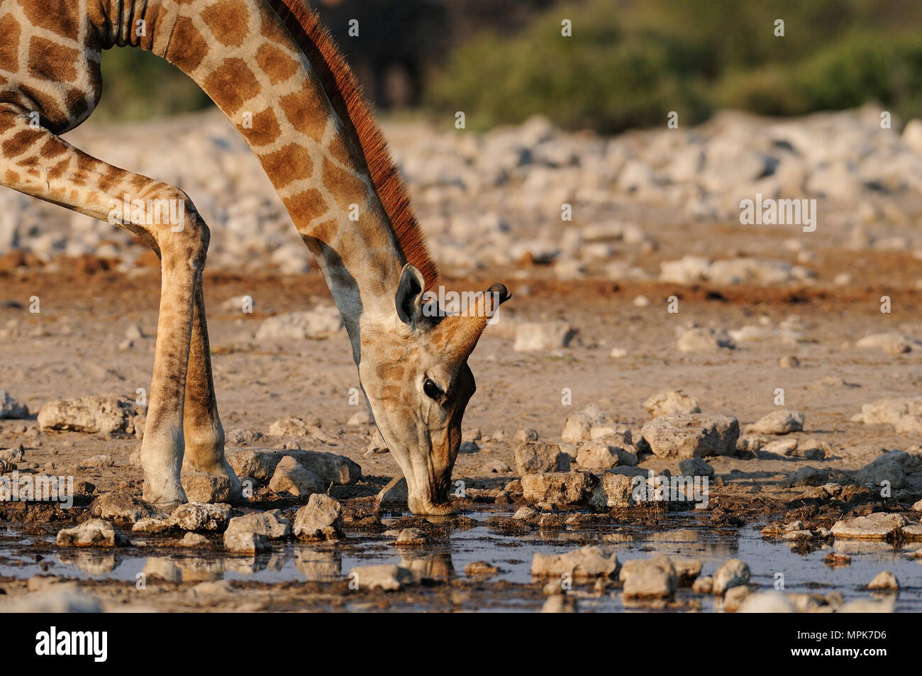 Giraffe bere un drink su una waterhole, (giraffa camelopardalis), etosha nationalpark, Namibe Foto Stock