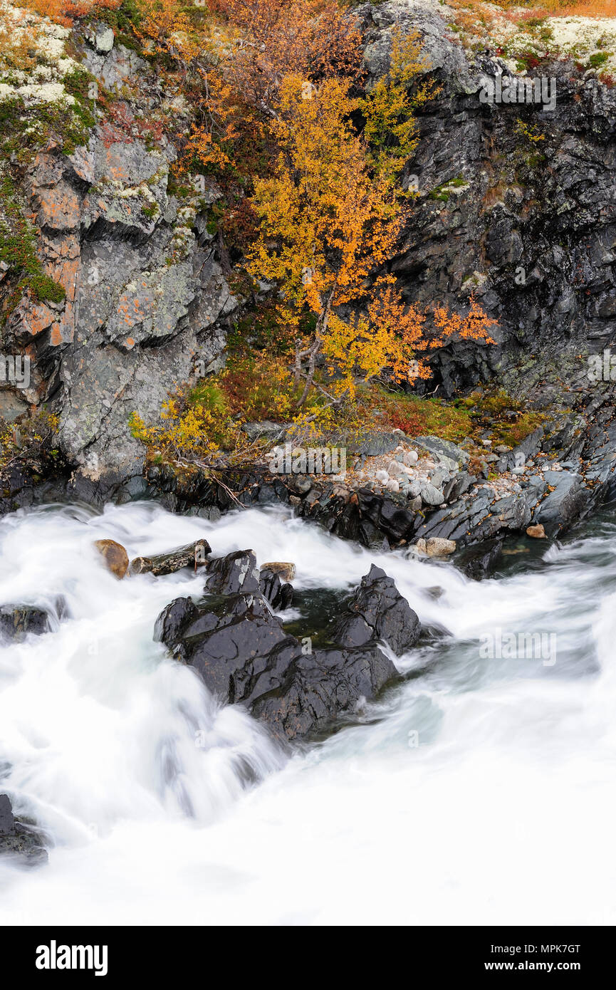 Autunno su un fiume selvaggio driva, dovrefjell, Norvegia Foto Stock
