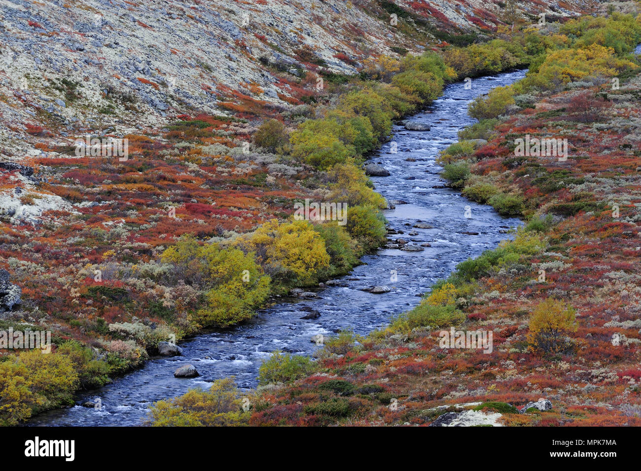 Paesaggio fluviale in autunno, dovrefjell, Norvegia Foto Stock