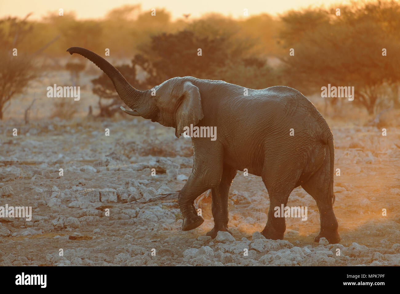 Elefante africano di sera (Loxodonta africana), etosha nationalpark, Namibia Foto Stock