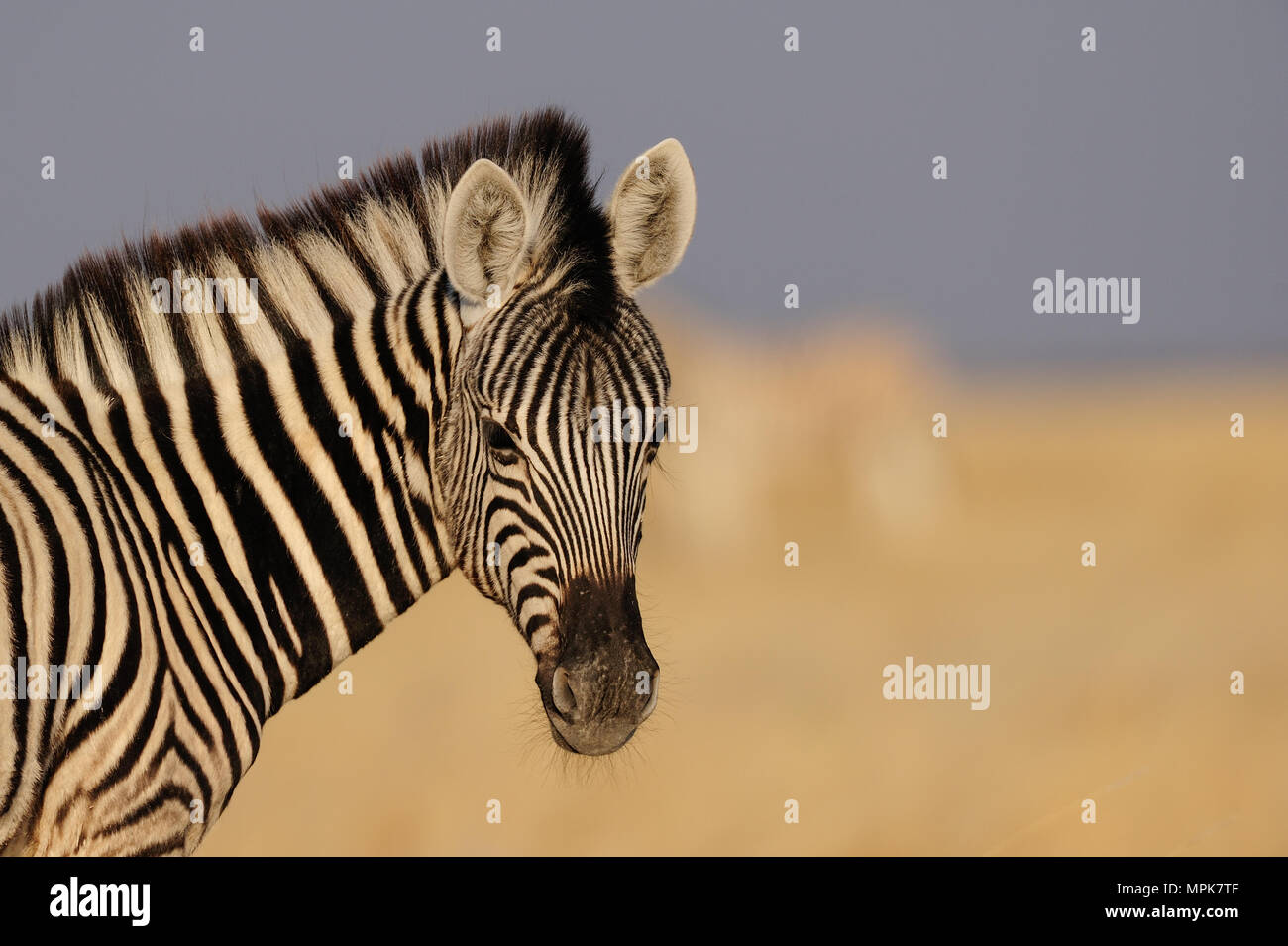 Giovani zebra puledro ritratto di testa, la burchell, zebra (Equus burchelli), etosha nationalpark, Namibia Foto Stock