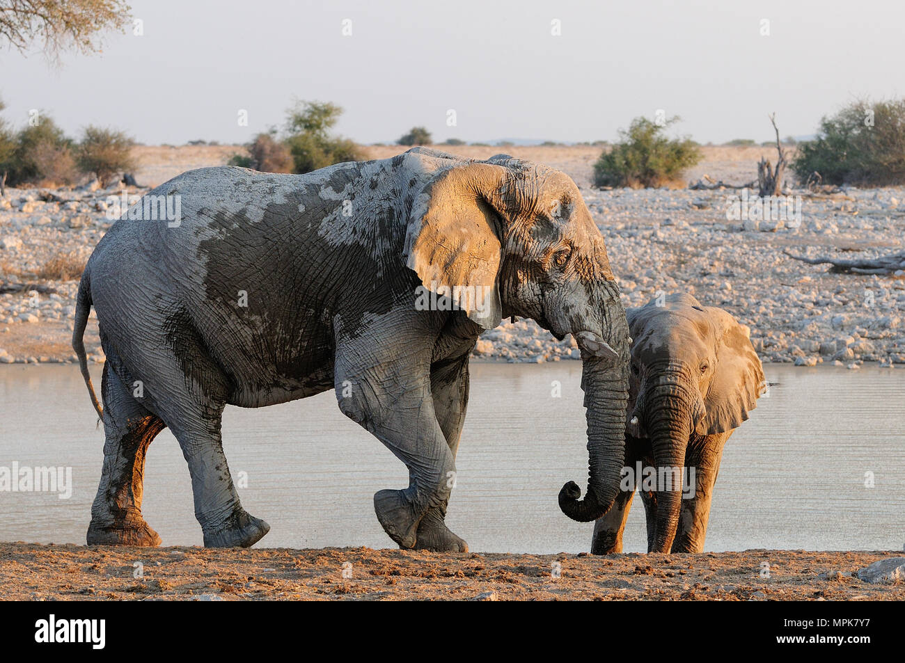 Due elefanti africani sul waterhole, (Loxodonta africana), etosha nationalpark, Namibia Foto Stock