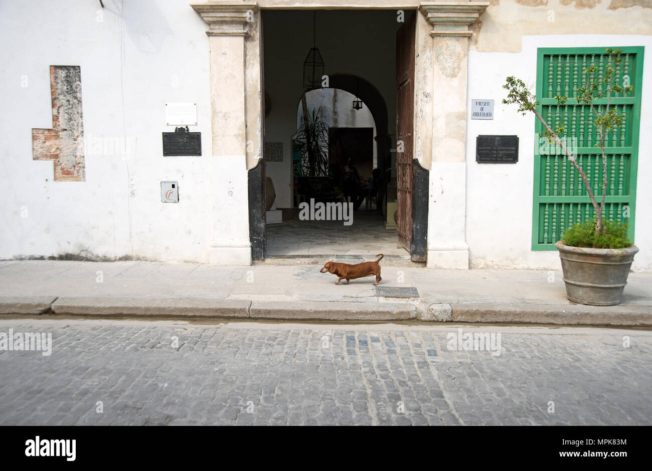 Lone cane bassotto cammina davanti a un ingresso di casa su una strada Avana a Cuba Foto Stock