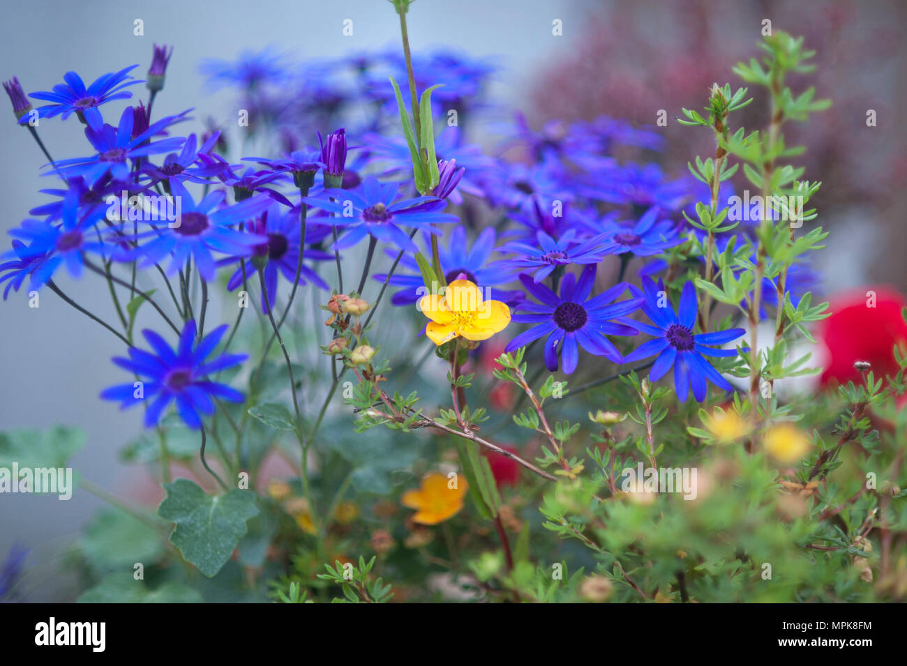 Viola e fiori viola che fiorisce in vaso da giardino Foto Stock