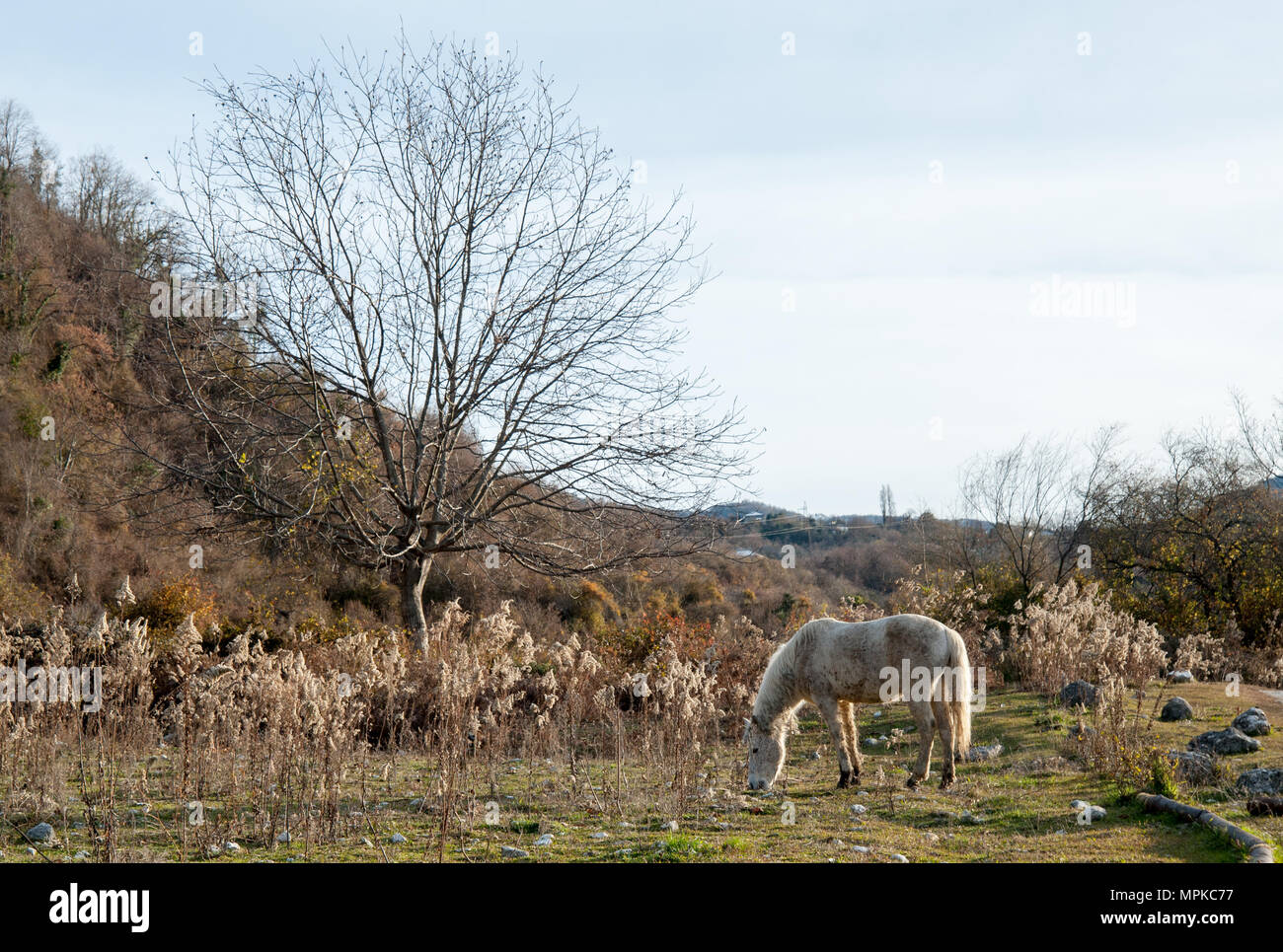 I cavalli pascolano in un prato nella Repubblica di Abcasia Foto Stock