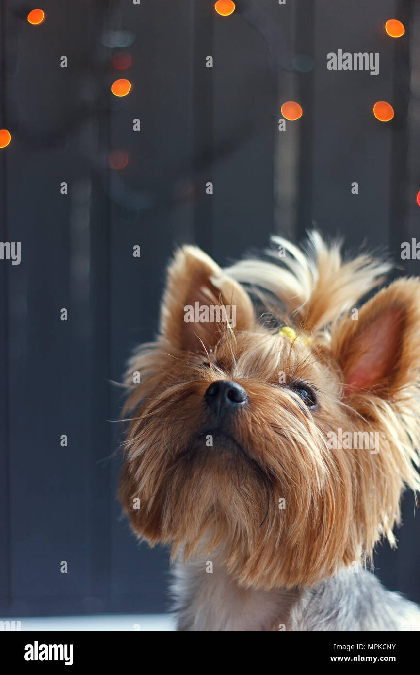 Yorkshire Terrier su uno sfondo nero recinto con una ghirlanda Foto Stock