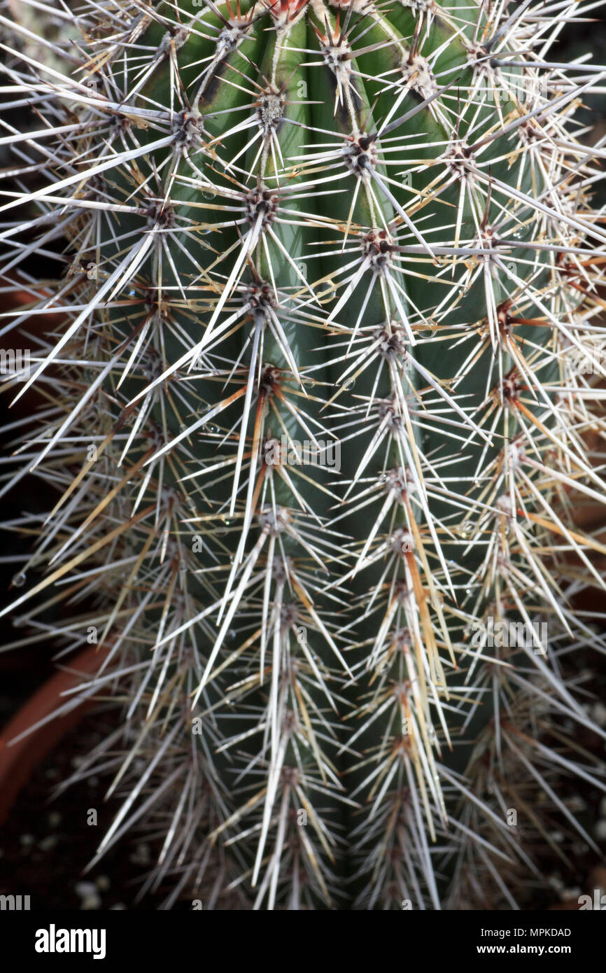 Pachycereus Pringlei gigante messicano cardon cactus nel piantatrice Foto Stock