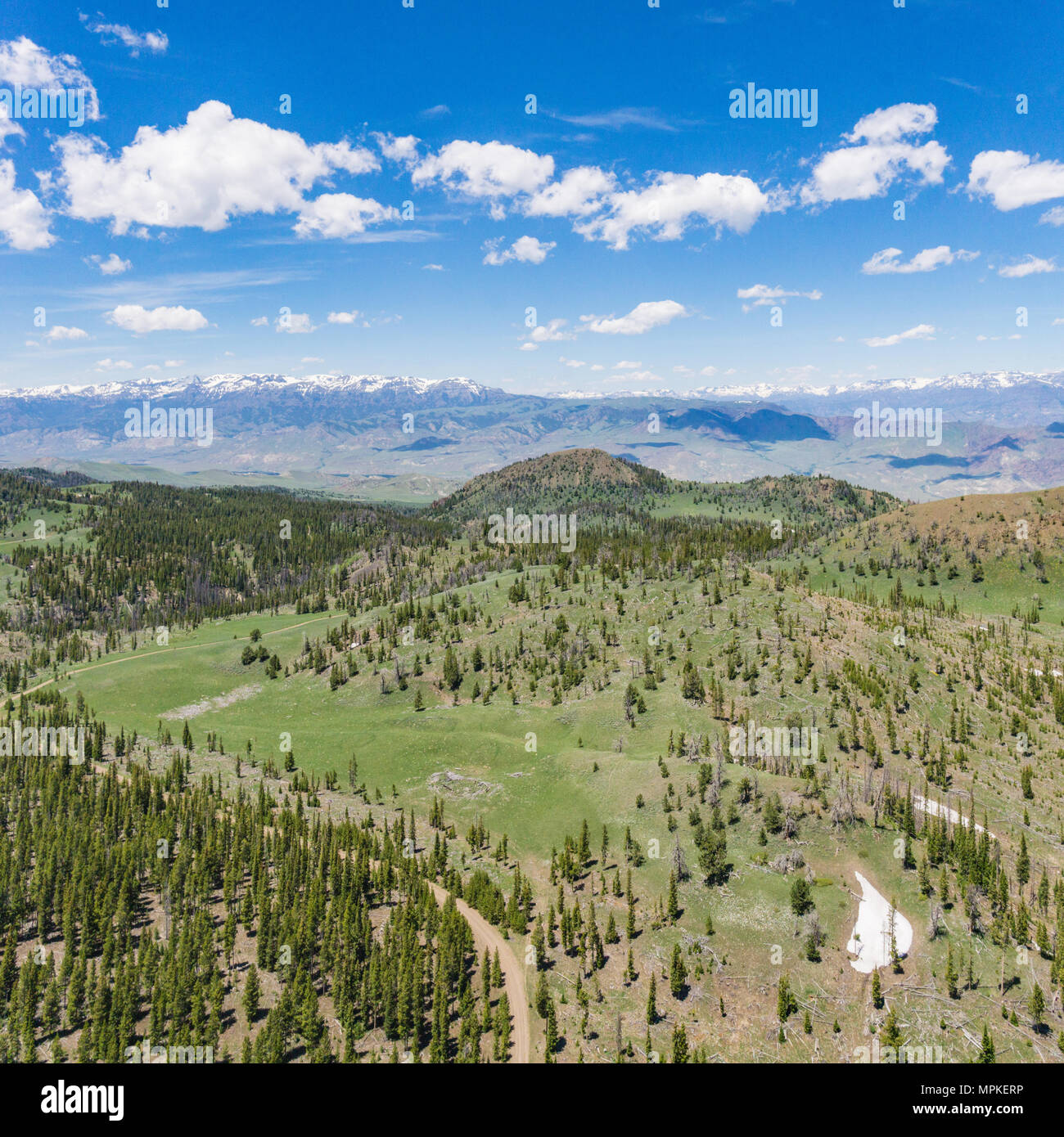 Alberi da bosco e prati nel vasto Montagne Rocciose del Wyoming in Nord America. Foto Stock