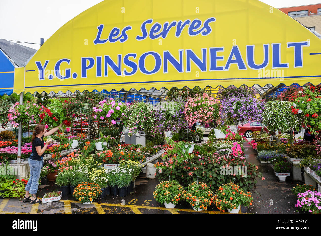 Montreal Canada,Quebec Province,mercato dell'acqua di Atwater,rue Saint Ambroise,vivaio,piante,fiori di fiori,visitatori viaggio viaggio turistico turismo landmar Foto Stock
