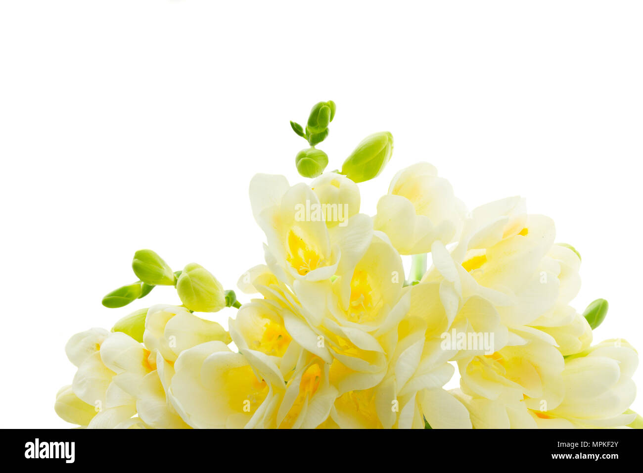 Freeseia fiori freschi Foto Stock