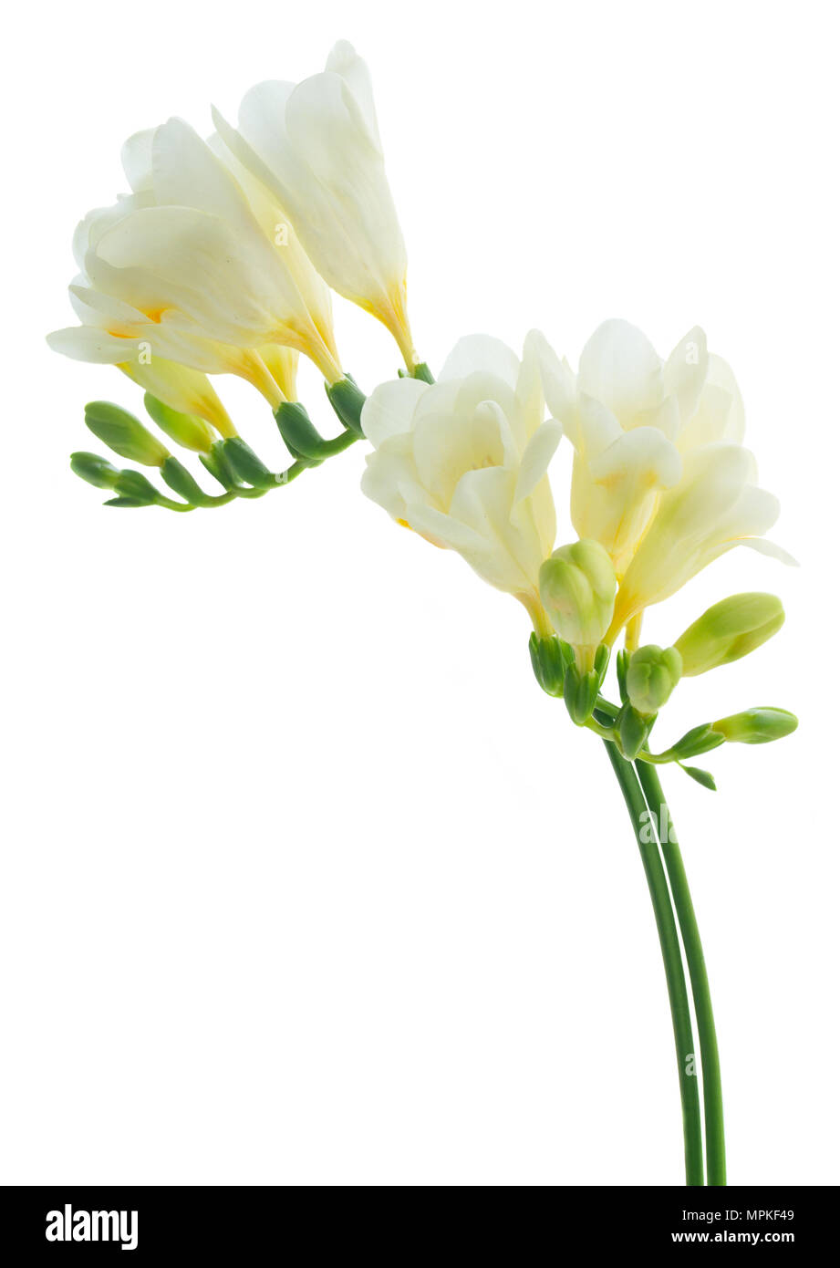 Freeseia fiori freschi Foto Stock