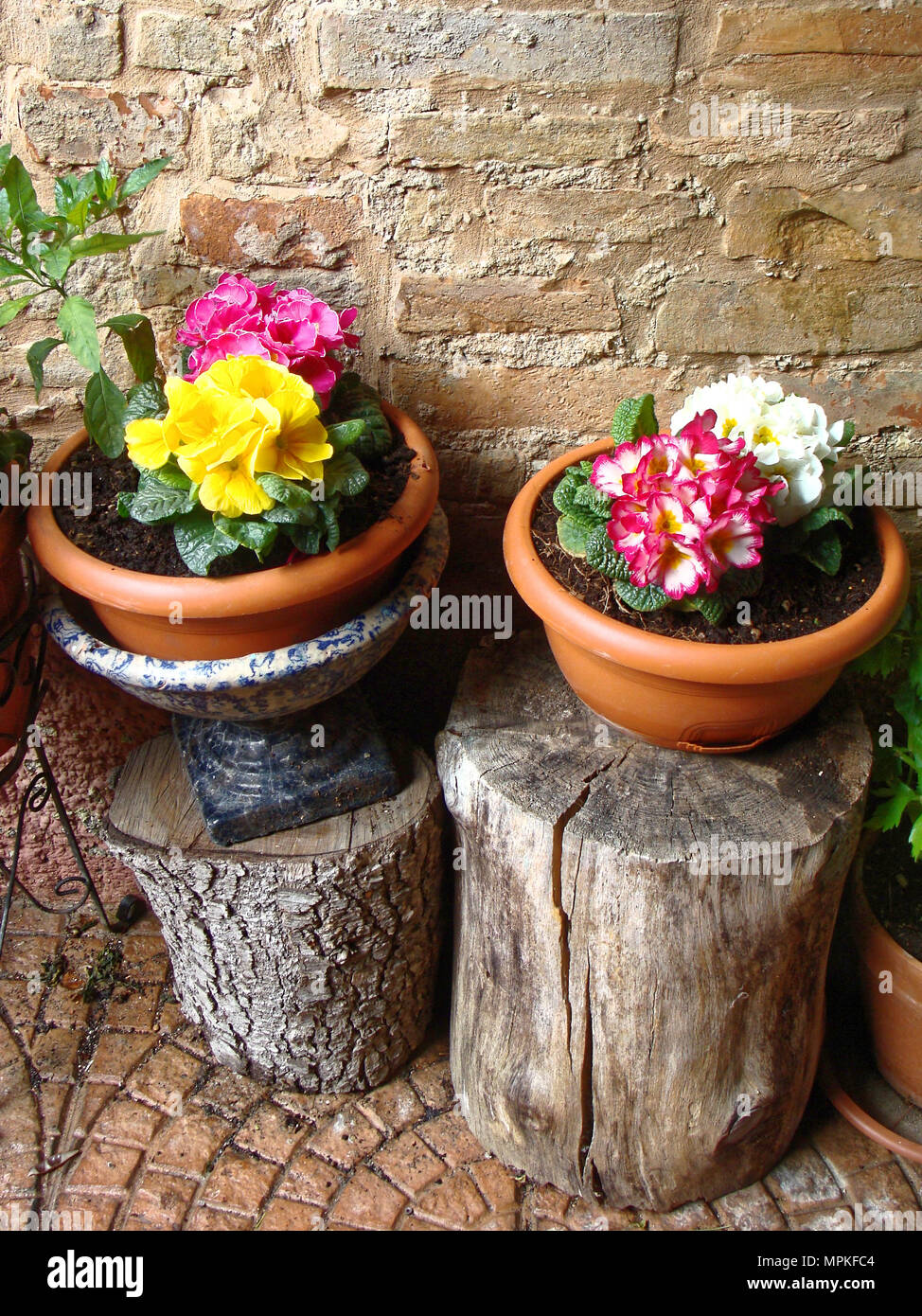 Home varie specie di fiori in vaso. Design Italian cortili intorno alla  casa Foto stock - Alamy