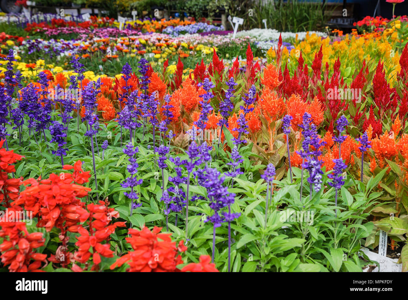 Montreal Canada,Quebec Province,mercato dell'acqua di Atwater,rue Saint Ambroise,vendita fiori,vivaio,Canada070704099 Foto Stock