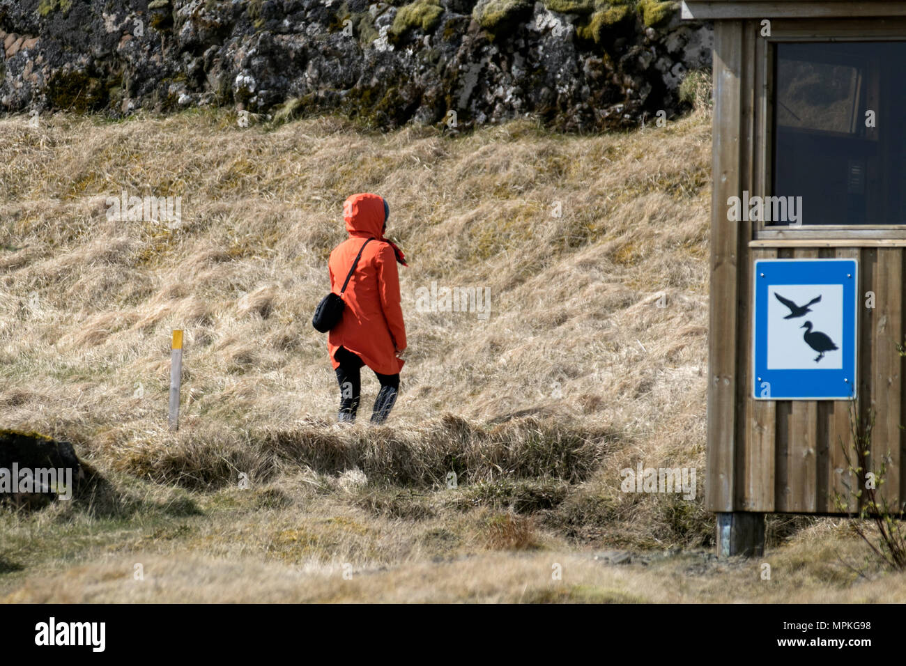 Penisola di Bulandsnes un paradiso per gli amanti degli uccelli. Birdwatching, o birdwatching, birders, binocoli di osservazione della fauna selvatica, oscilloscopi, ottiche, treppiedi a Djupivogur, Islanda. Il santuario degli uccelli di Búlandsnes è rinomato tra gli amanti degli uccelli, birders in tutto il mondo. Foto Stock