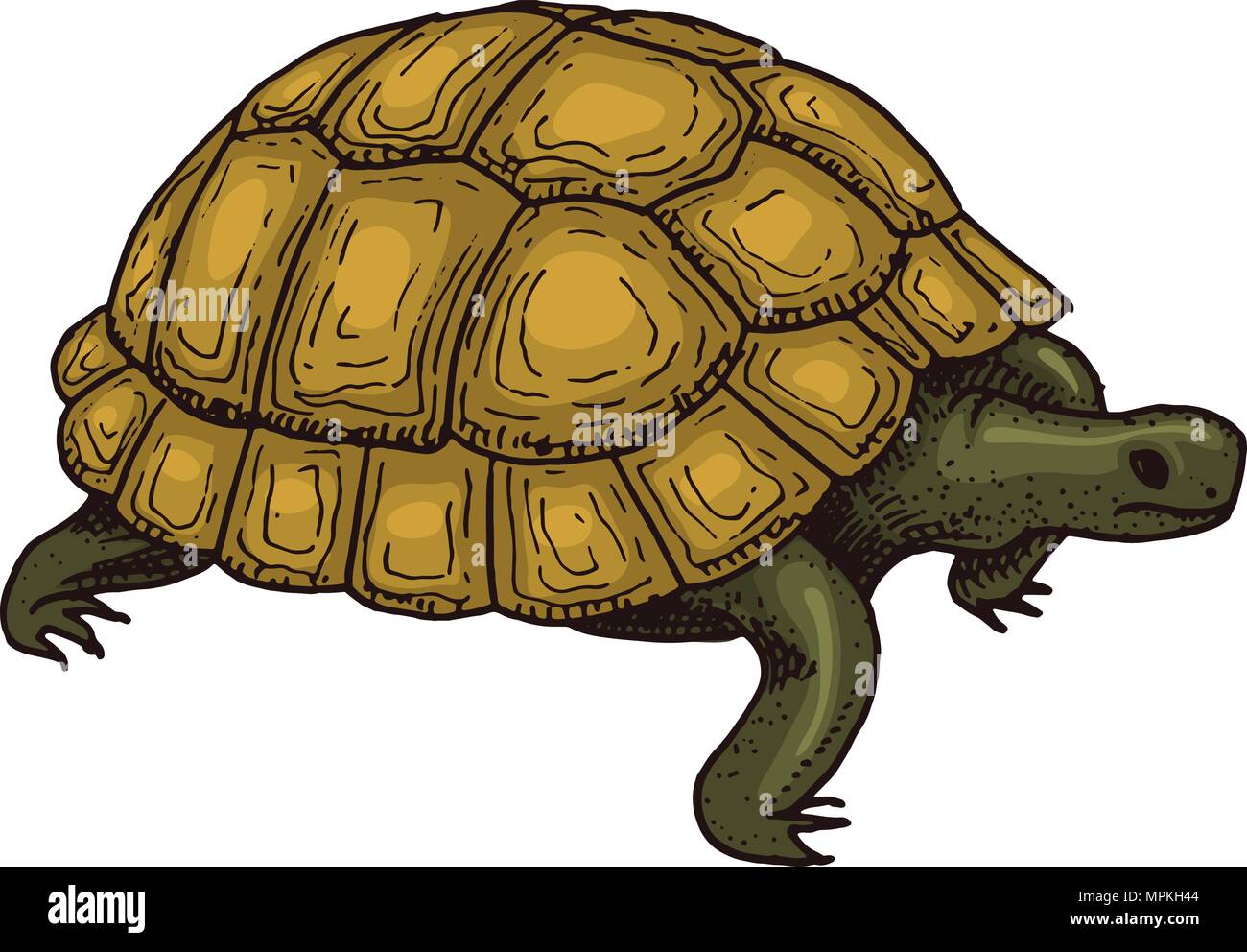 Comune tartaruga greca. Carino di tartaruga. Animali rettili. Il Pet e la fauna selvatica. Incisi disegnati a mano nel vecchio schizzo vintage. Illustrazione Vettoriale. Zoologia esotici. Illustrazione Vettoriale