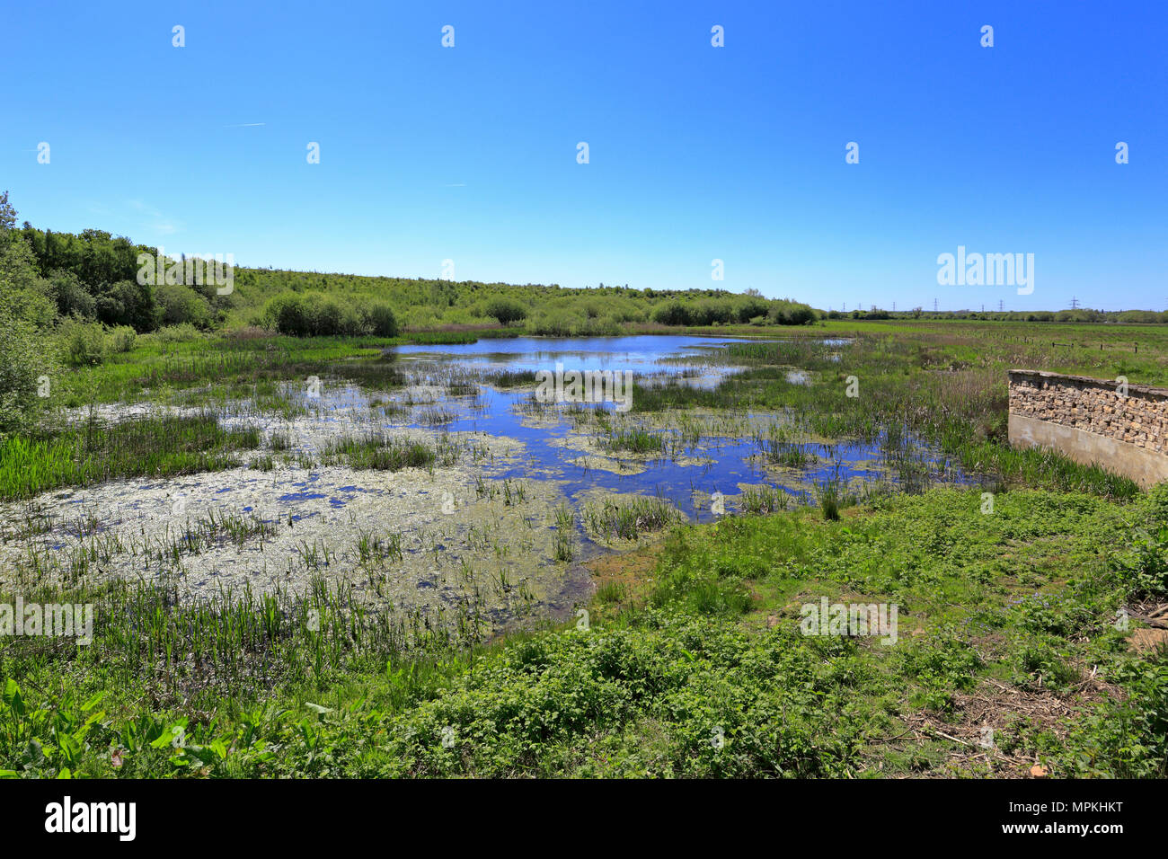 RSPB riserva Fairburn Ings vicino a Castleford, West Yorkshire, Inghilterra, Regno Unito. Foto Stock