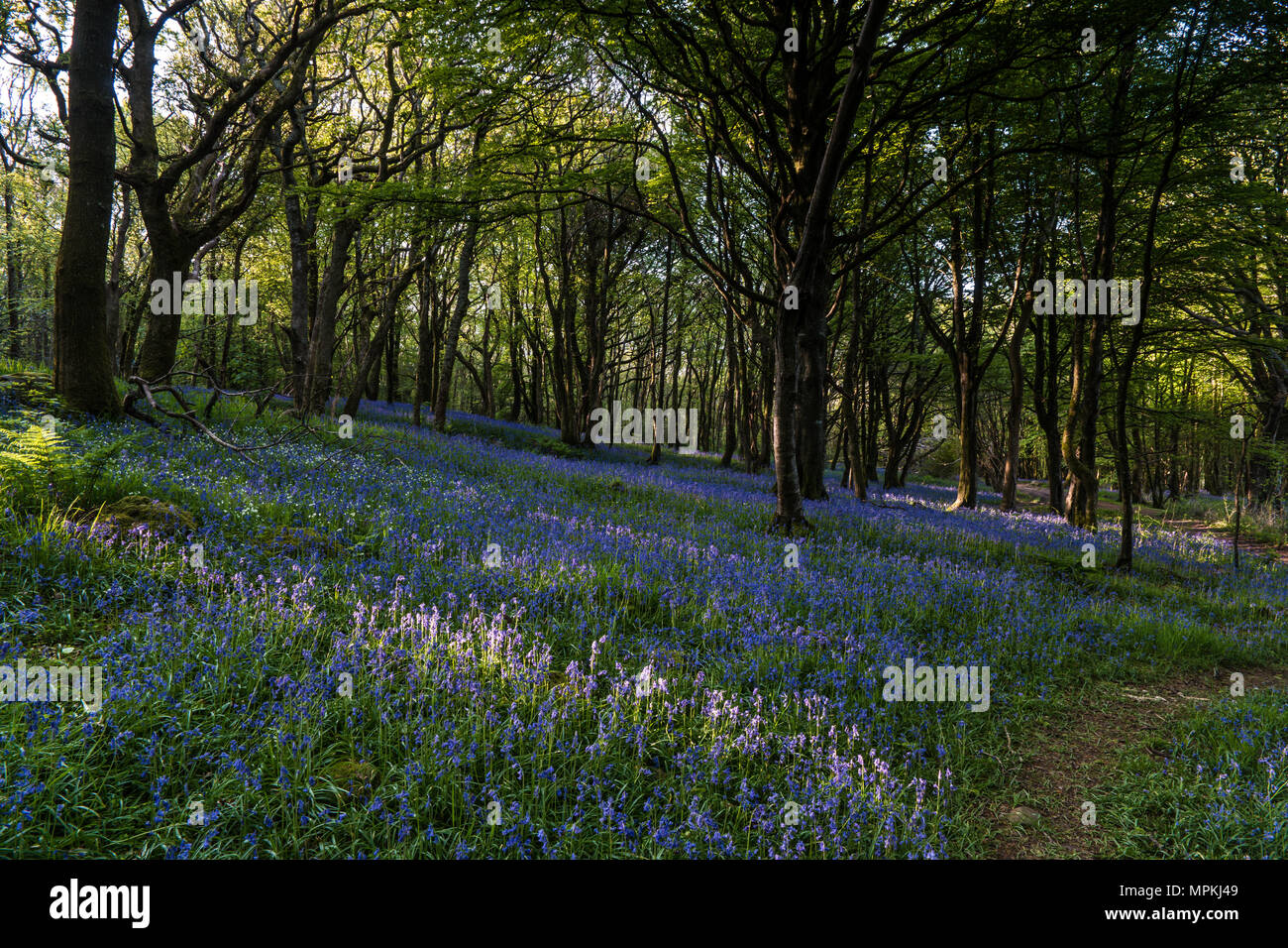 Bluebells in Galles del Nord con il legno i raggi del sole dal sol levante scontornamento gli alberi. Foto Stock