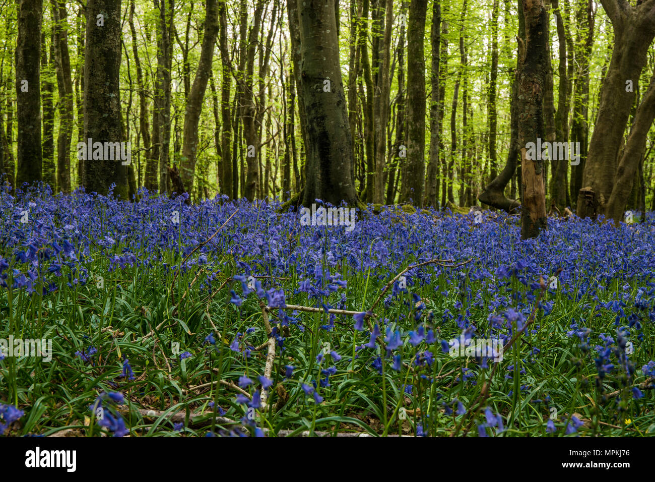 Bluebells in Galles del Nord con il legno i raggi del sole dal sol levante scontornamento gli alberi. Foto Stock