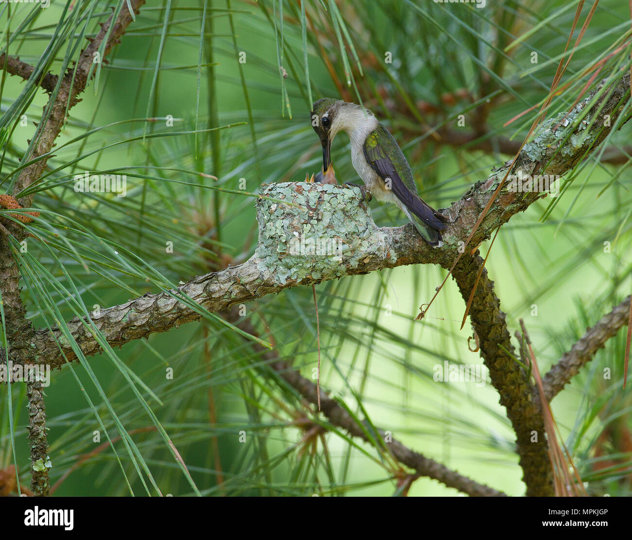 Ruby-throated Hummingbird alimentazione dei giovani nel nido Foto Stock