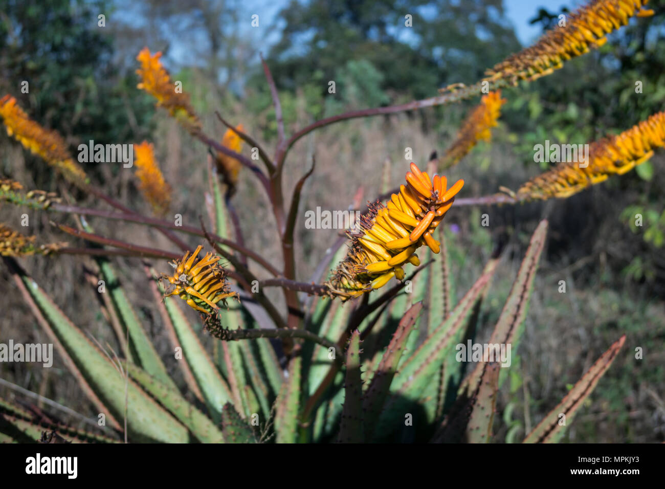 Wild, matura Aloe Vera pianta (aloe barbadensis) con infiorescenza cascante, arancio fiori tubolari e stame visibile nella boccola dello Swaziland, Africa Foto Stock