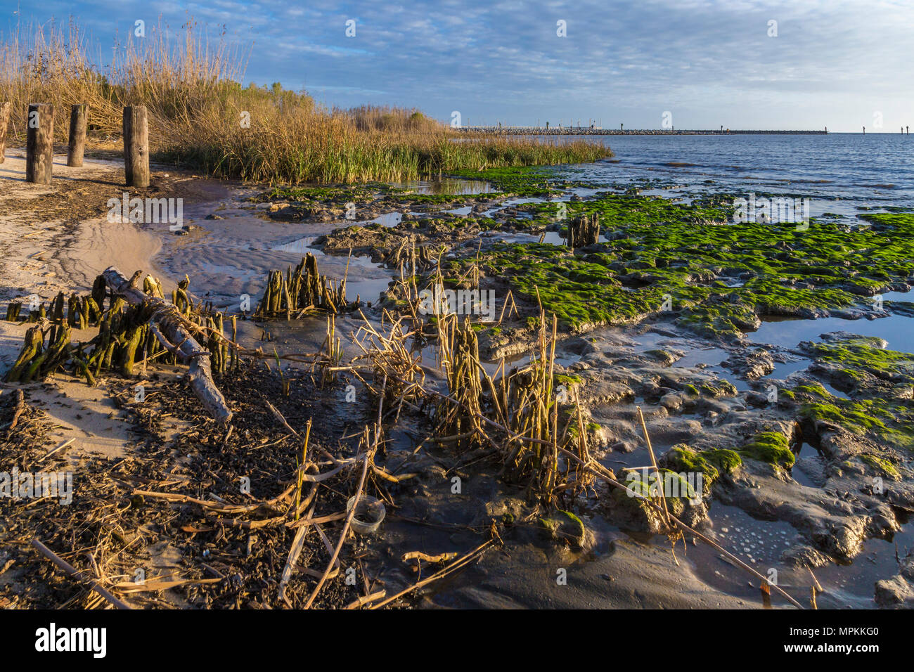 Paludi costiere paludose vicino al molo del lago Mars nella zona del lago Mars di Ocean Springs, Mississippi Foto Stock