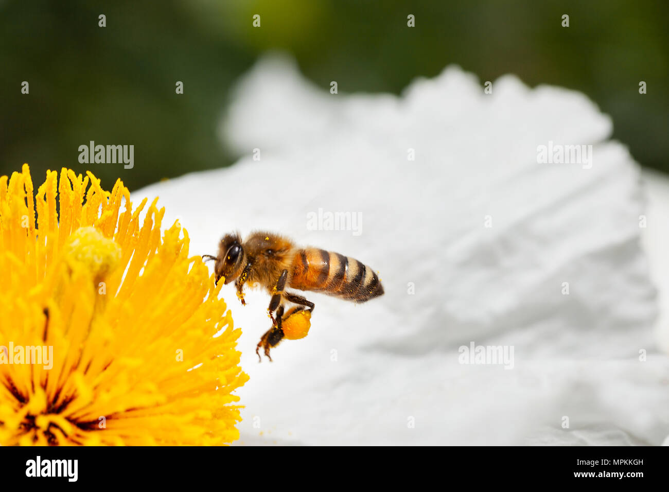 Riprese macro di api impollinatori. copia dello spazio nel telaio Foto Stock