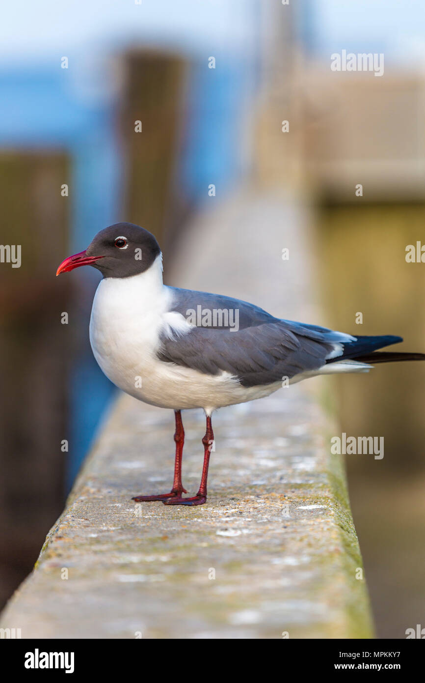 Laughing Gull (Leuchaeus atricilla) appollaiato sulla parete del mare presso un porto di Long Beach, Mississippi, Stati Uniti Foto Stock