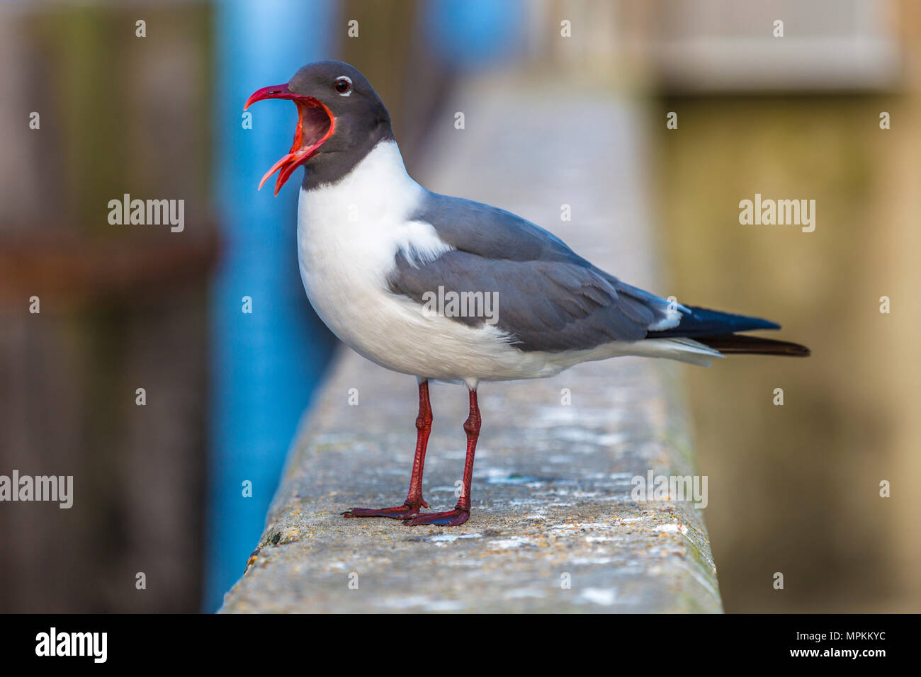 Laughing Gull (Leuchaeus atricilla) appollaiato sulla parete del mare presso un porto di Long Beach, Mississippi, Stati Uniti Foto Stock