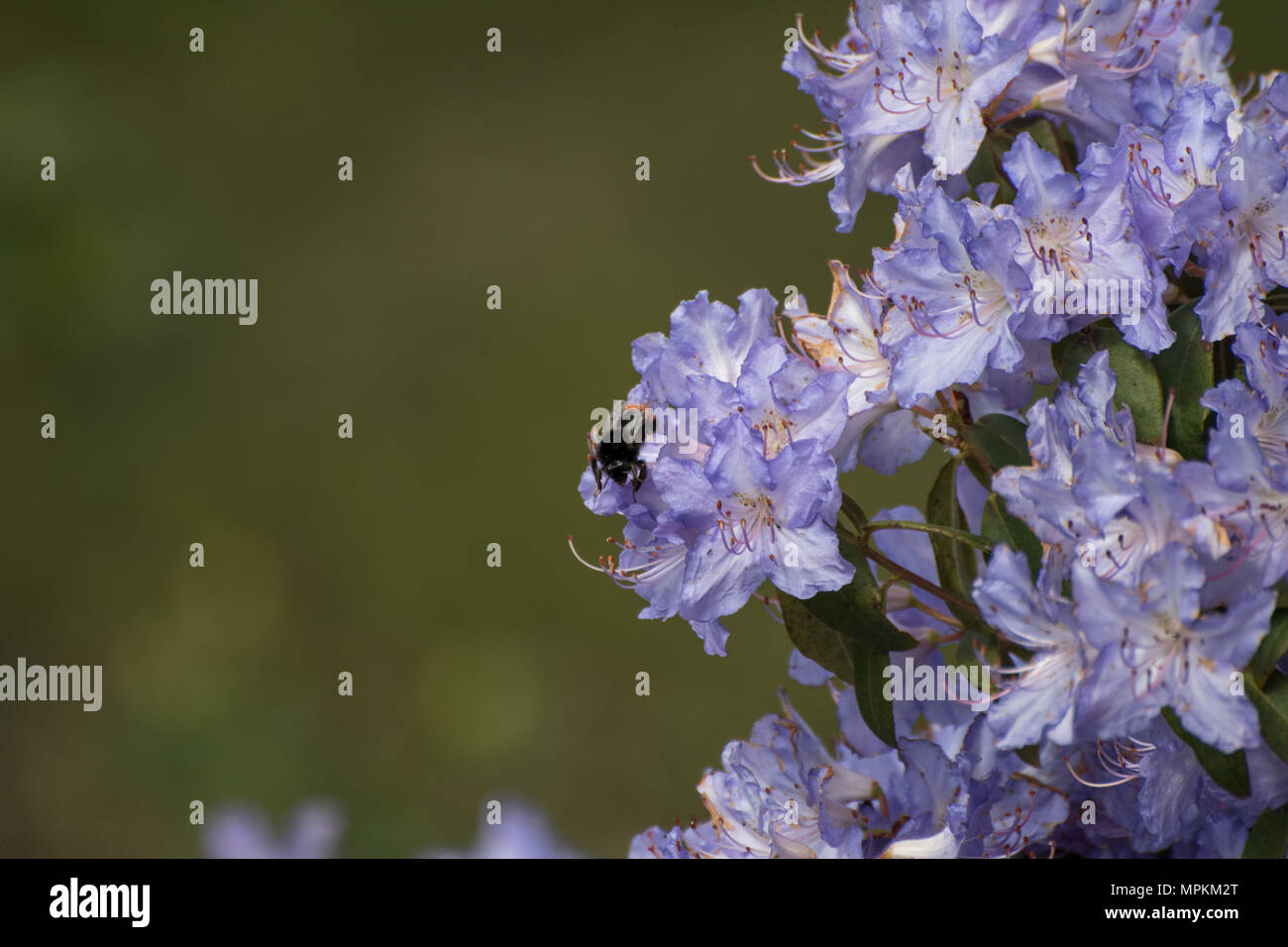 Antiche varietà azalee e Rhodedendrons in fiore Foto Stock