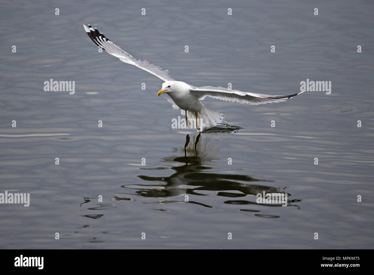 Caspian Gull (Larus cachinnans) Foto Stock