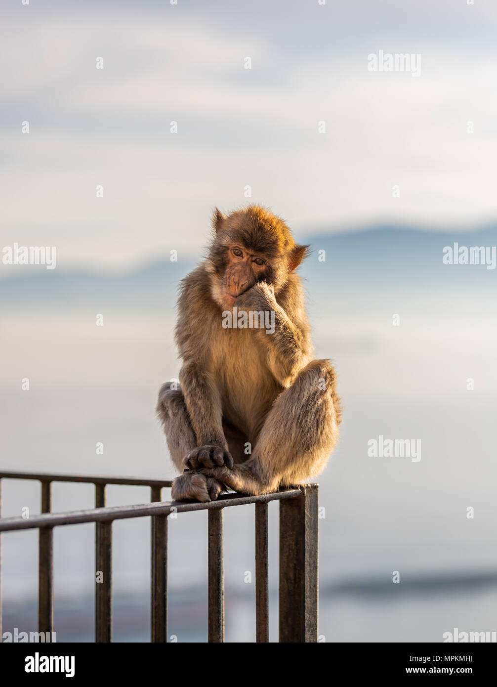 Un ritratto di Barbary macaque presi in Gibilterra riserva al tramonto in maggio. Foto Stock
