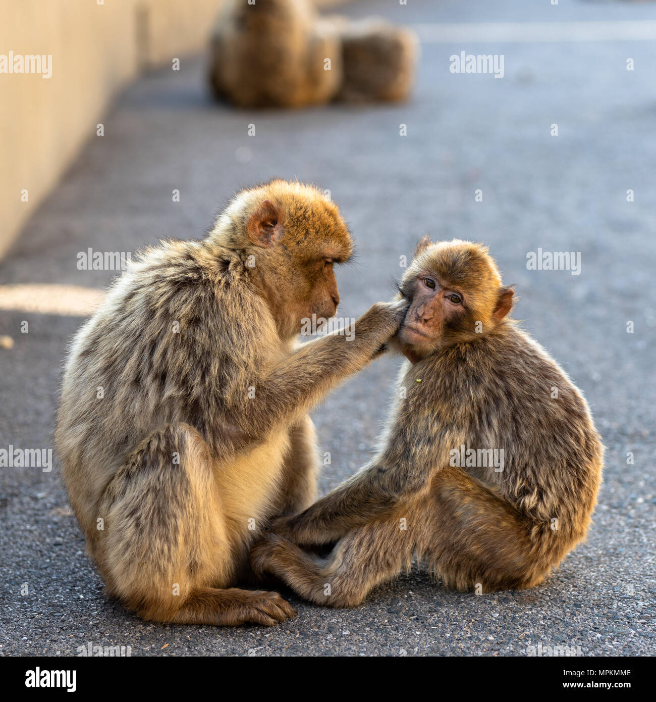 Un adulto di toelettatura macaco un giovane macaco di Gibilterra. Foto Stock