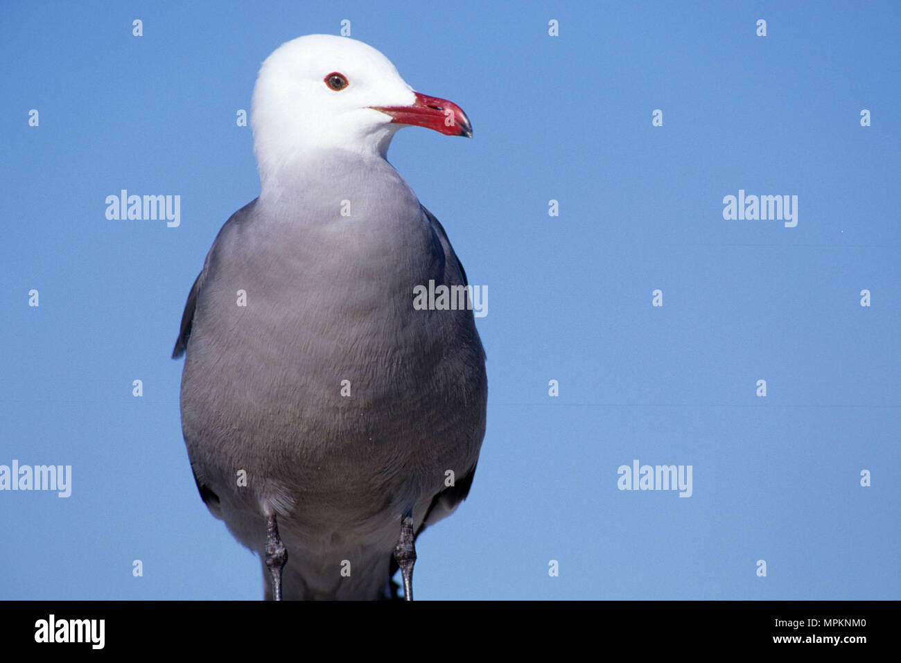Heermann il gabbiano, Silver Strand State Park, California Foto Stock