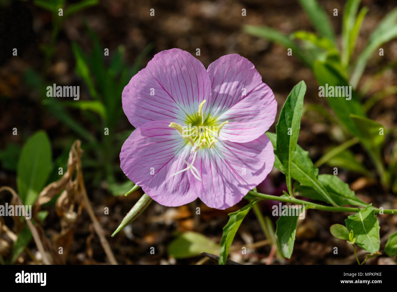 Singola Primula messicano blossom (oenothera speciosa), si tratta di delicati petali di rosa con accenti deep red stripes. Anche chiamato Evening Primerose. Foto Stock