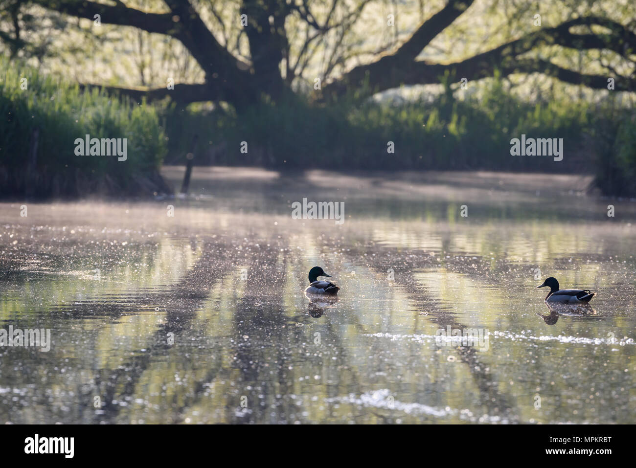 Estate alba sul lago. Riserva naturale vicino a Lockerbie. La Scozia. Foto Stock