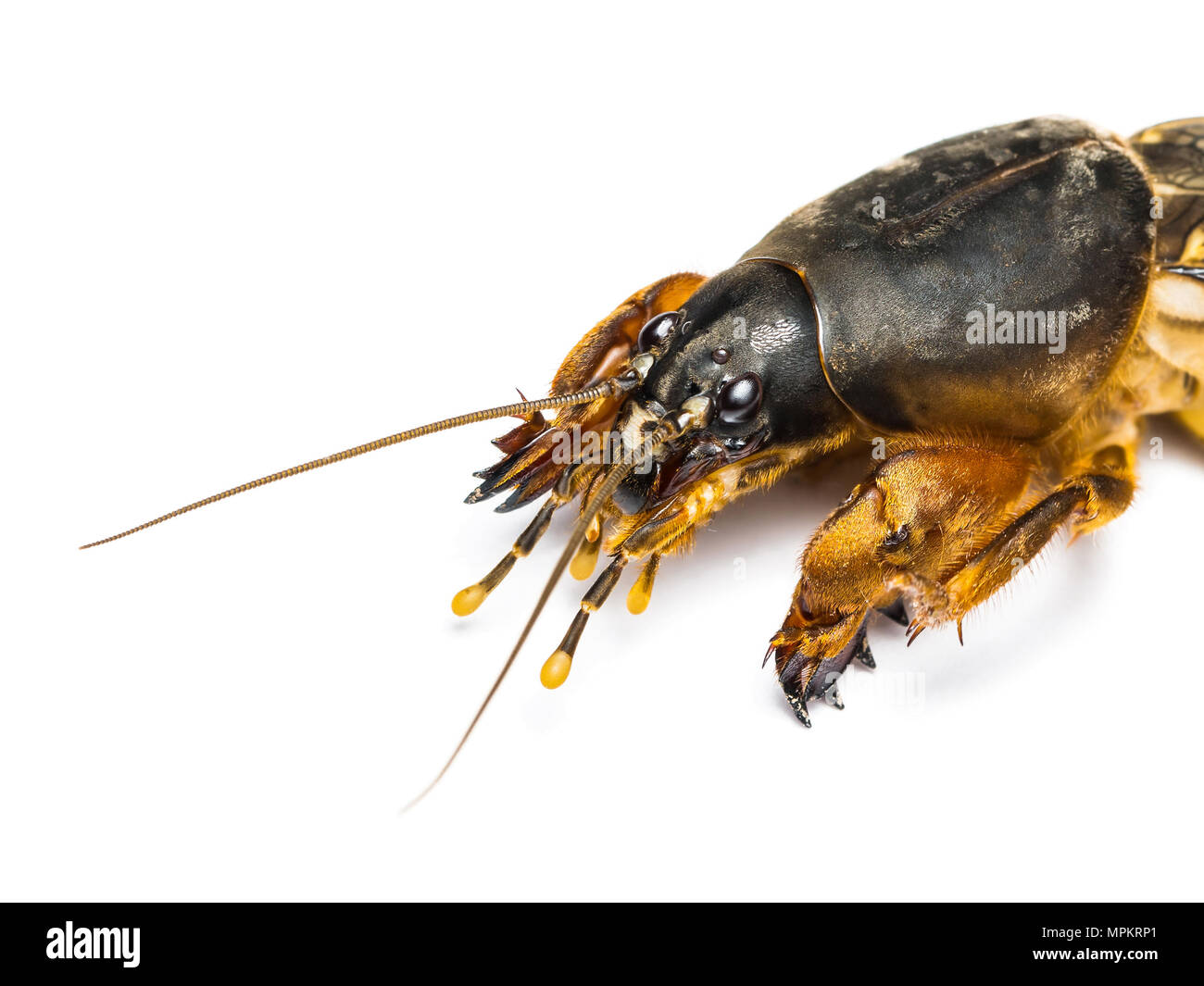 Adulto Mole Cricket Orthoptera insetto parassita isolato su bianco Foto Stock