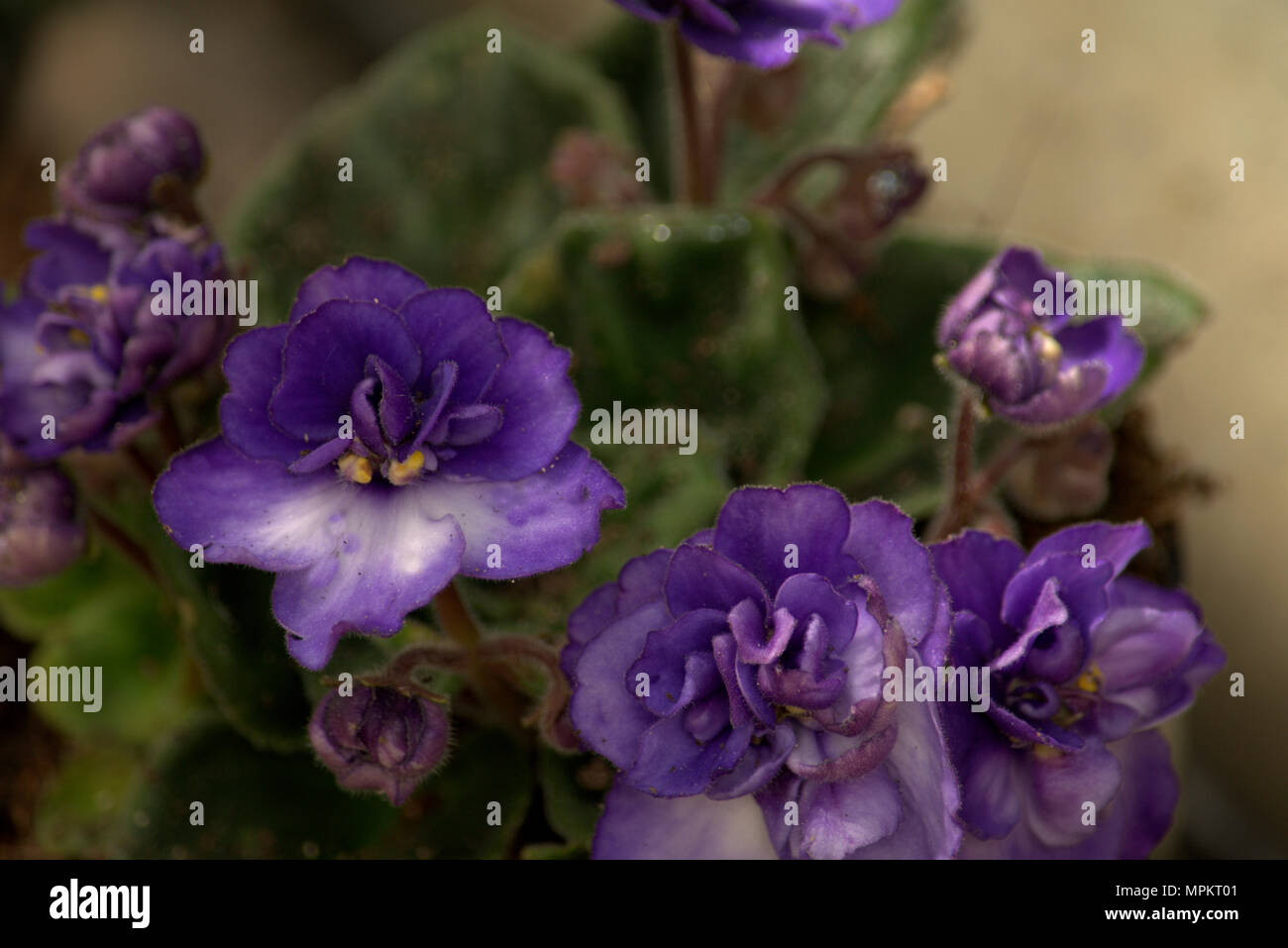 Saint Paulia, African Violet Foto Stock