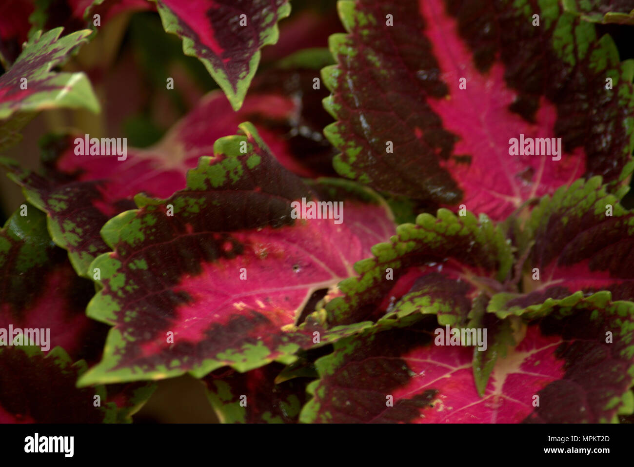 Coleus foglie, variegata di verde e rosso Foto Stock