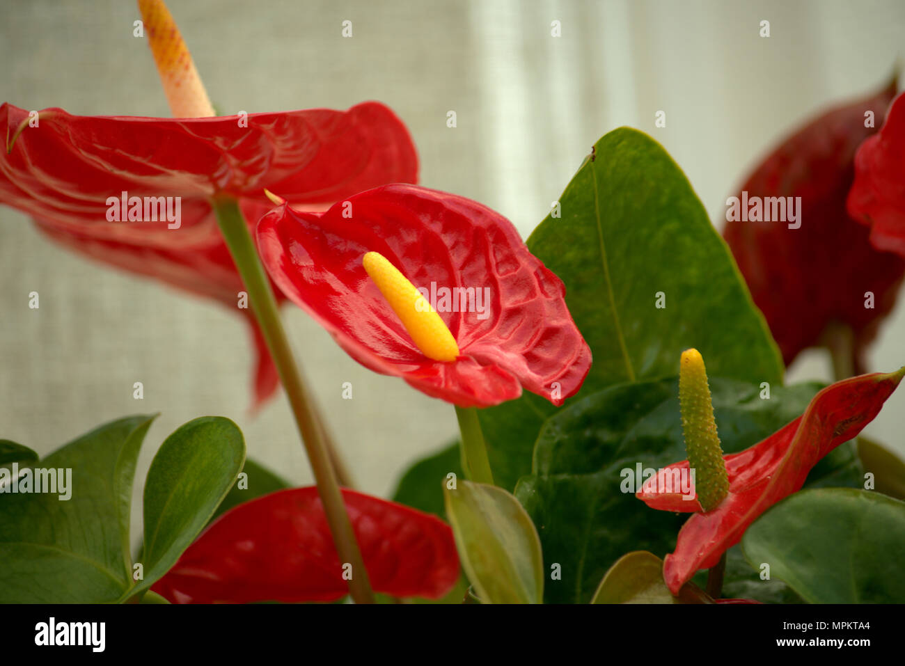 Rosso giglio di pace, Spathiphyllum Foto stock - Alamy