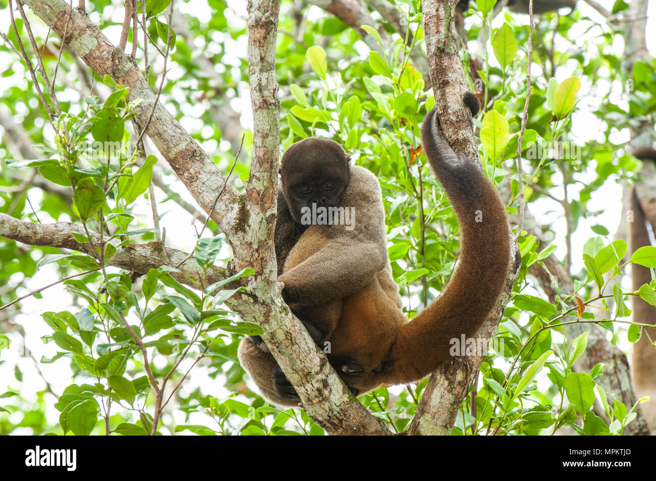 Brown lanosi scimmia seduto in un albero con la sua coda avvolta su un ramo, Amazzonia brasiliana Foto Stock