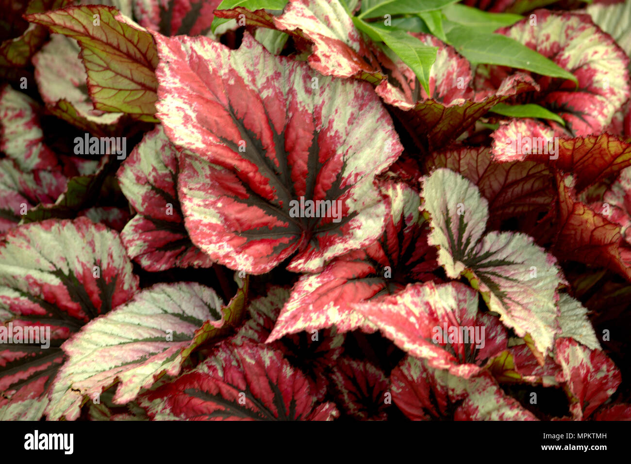 Foglie di Begonia Foto Stock