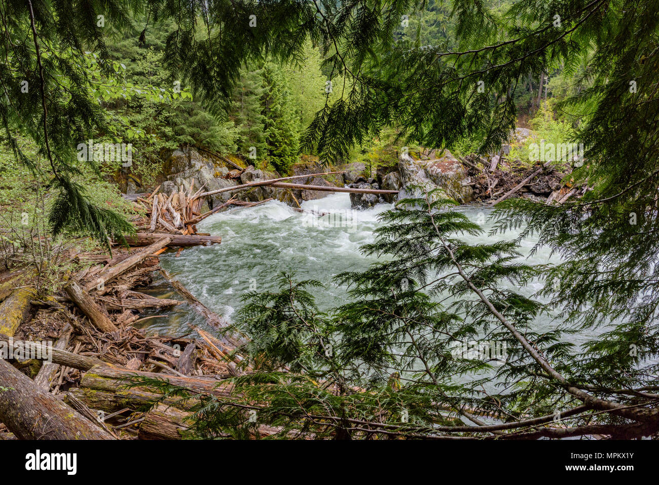 Log Jam, Cheakamus River, Whistler, British Columbia, Canada. Foto Stock