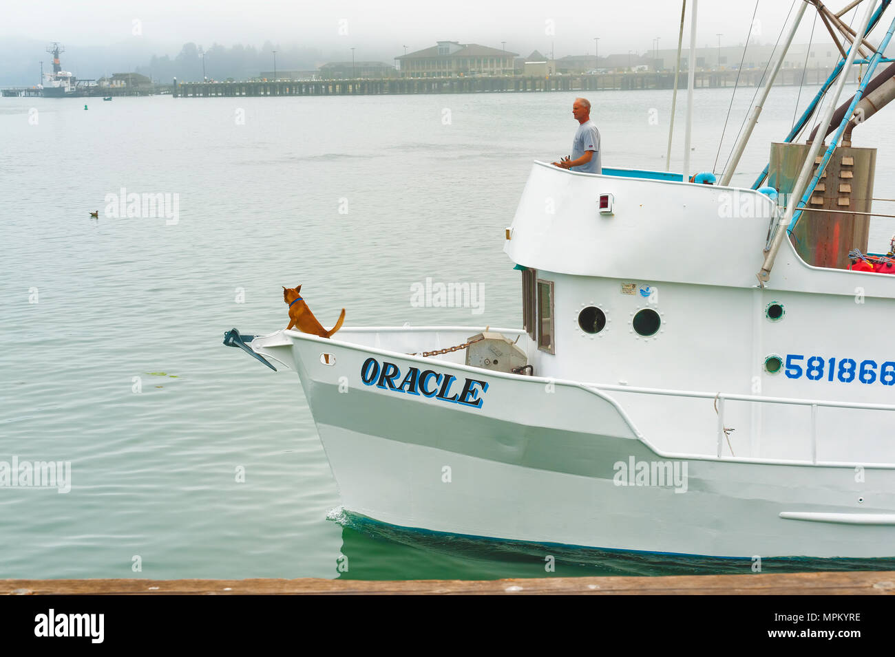 Newport, Oregon, Stati Uniti d'America - Agosto 23, 2016: una barca da pesca entra Newport Harbor guidato dal suo capitano visto sul ponte pilota e un cane stand belvedere sopra Foto Stock